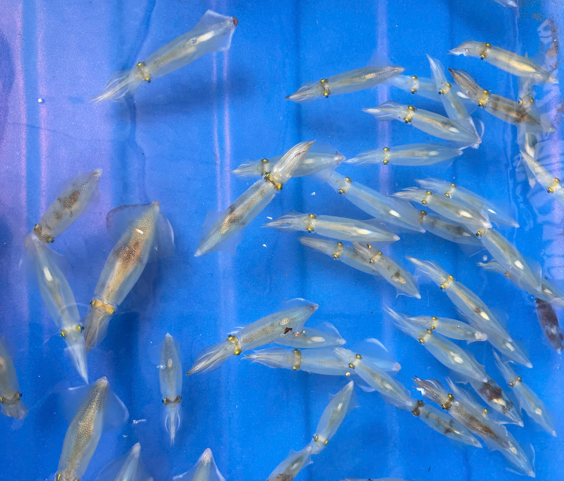 Ăn gì ở Thiên Cầm – Gợi ý những món ăn đặc sản thơm ngon 